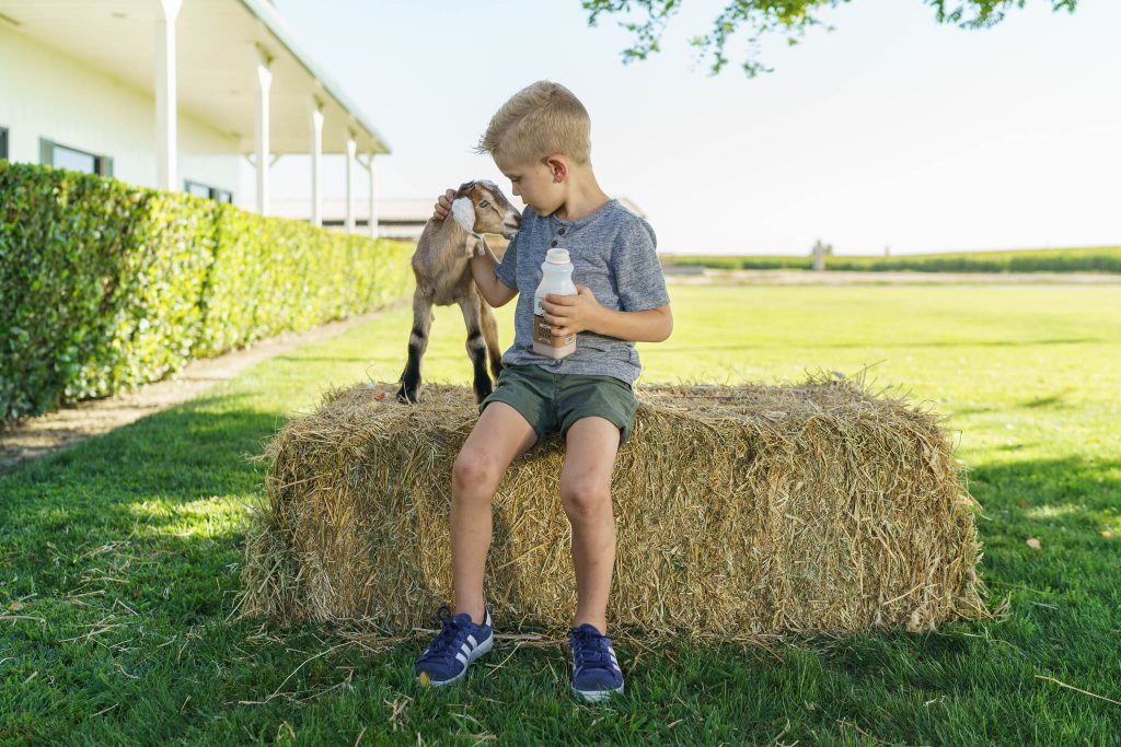 Young boy young goat chocolate goat milk