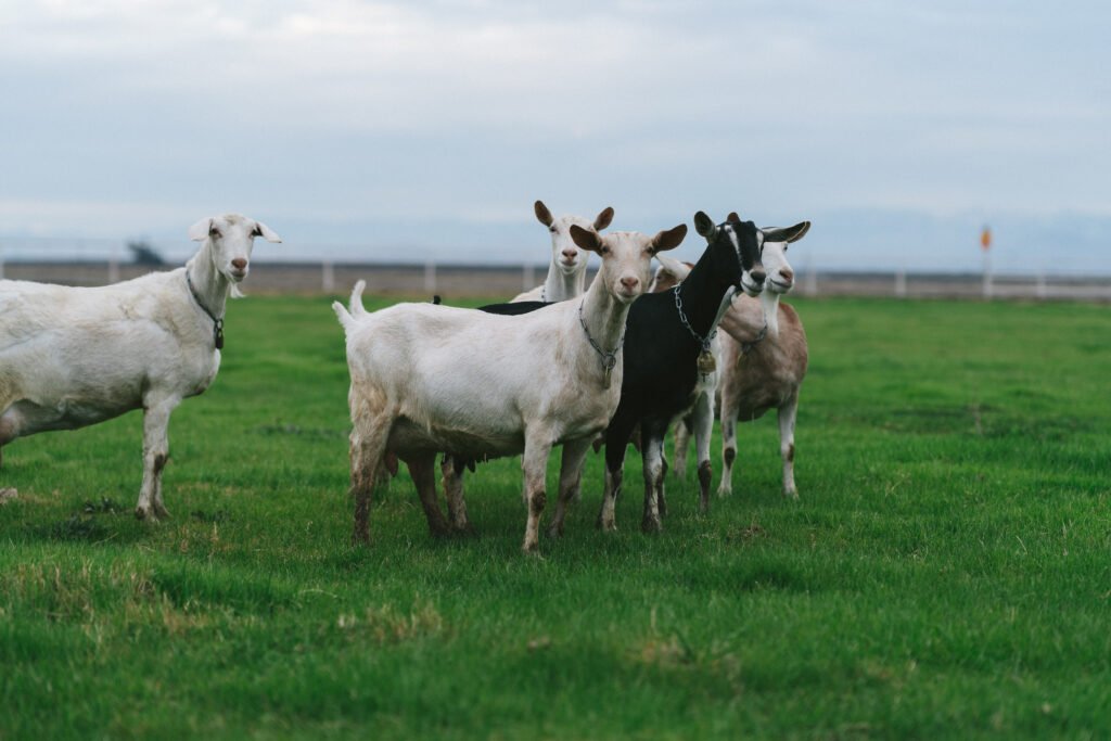 goat milk vs cow milk