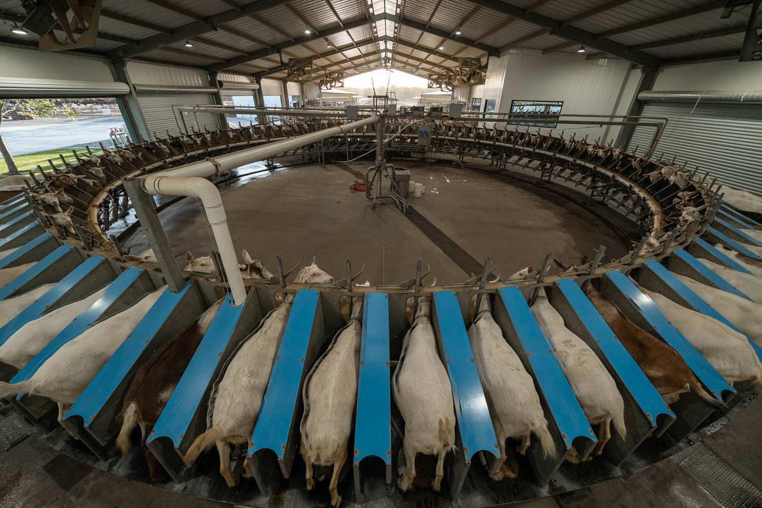 Is Goat Milk Dairy