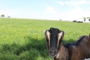 La Mancha goats can be identified by their small ears