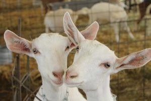 Saanens are the highest-producing breed of dairy goat.