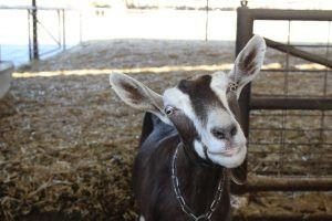 Toggenburg goats are a smaller breed of dairy goat.